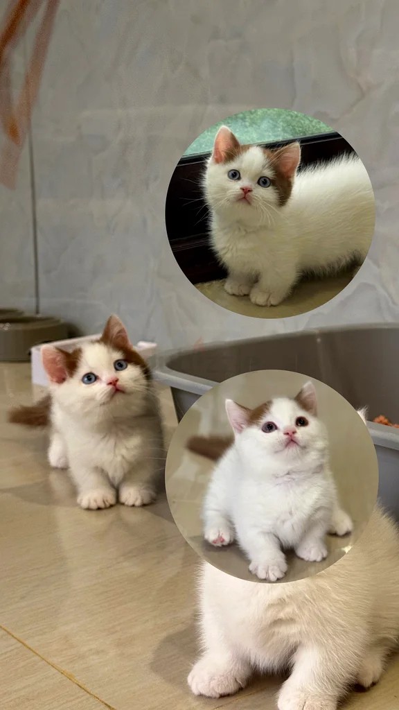 Munchkin blue eyes / wcf pedigree63231687526274115