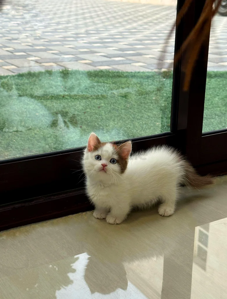 Munchkin blue eyes / wcf pedigree63231687526274111
