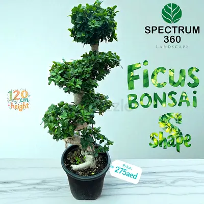 Ficus Bonsai S Shape - Live Plant - 120cm height
