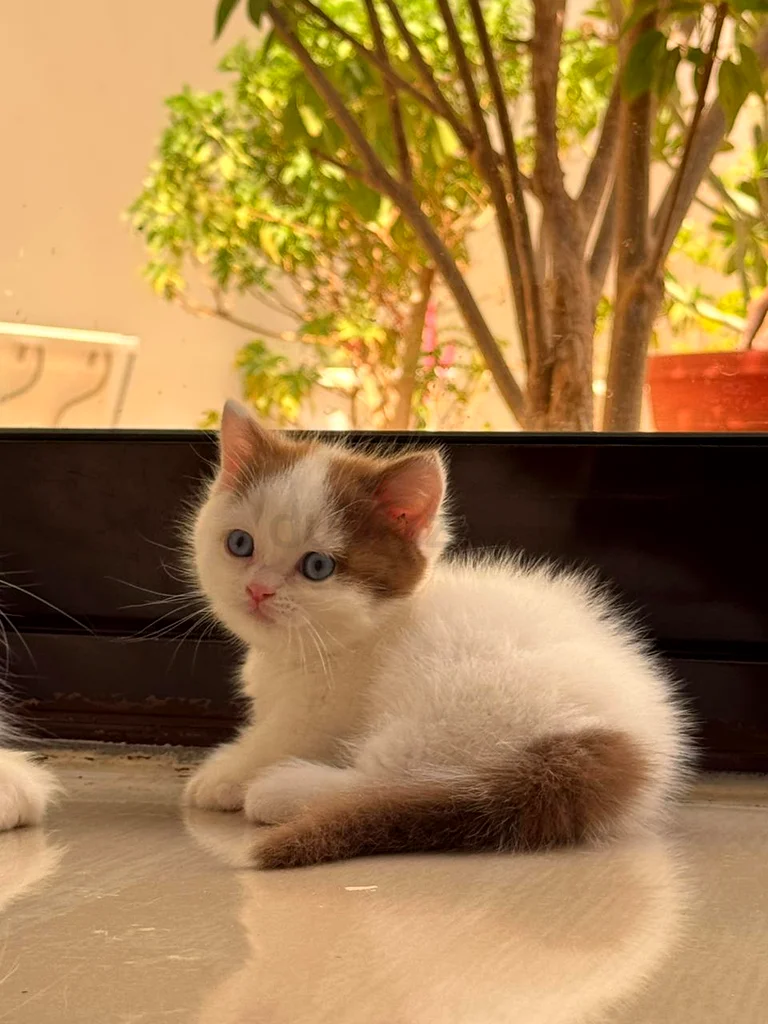 Munchkin blue eyes / wcf pedigree63231687526274113