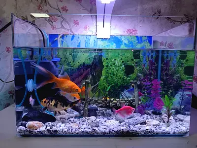 Fish aquarium