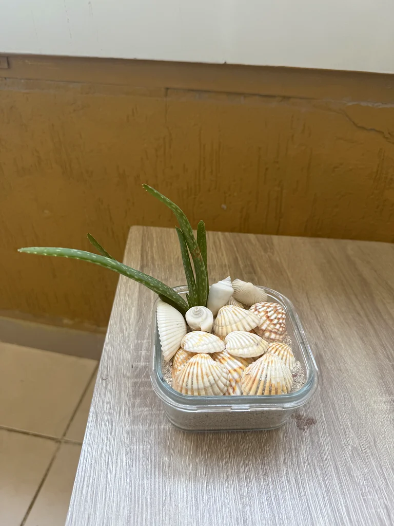 Stylish Decorative Succulent with Shells for Your Home63212402566658111