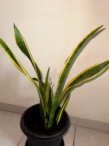 Snake Plant (Sansevieria) – Stylish, Air-Purifying  Low Maintenance