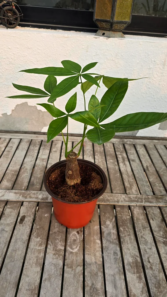 All Five --Indoor Plants Deal-- only 99 Aed (with free Delivery)63221848583170111