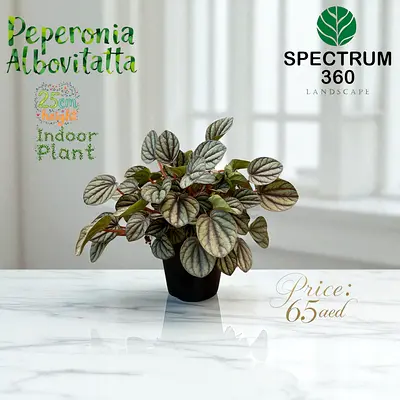 Peperomia Albo Plant - Perfect Indoor Greenery