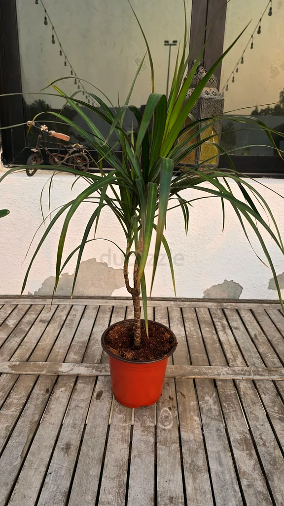 All Five --Indoor Plants Deal-- only 99 Aed (with free Delivery)63221848583170113