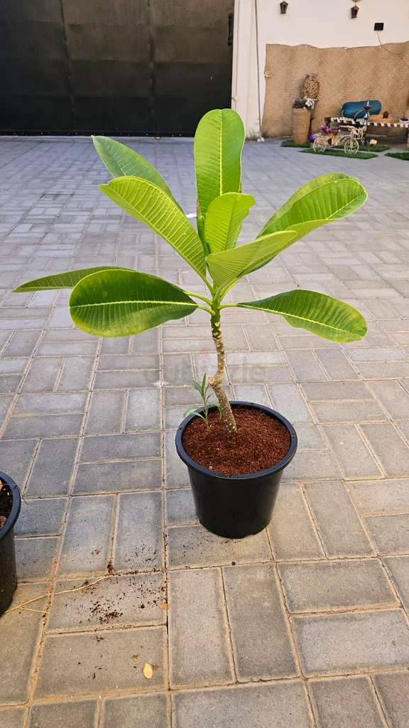 Combo Offer 08 Outdoor Plants -- only 100 Aed (with free COD)63221848590211111