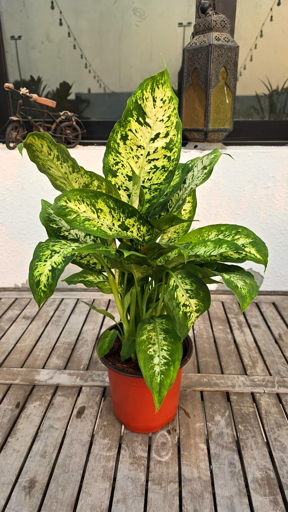 All Five --Indoor Plants Deal-- only 99 Aed (with free Delivery)63221848583170114