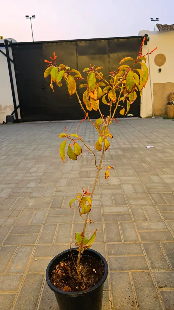 Combo Offer 08 Outdoor Plants -- only 100 Aed (with free COD)63221848590211114
