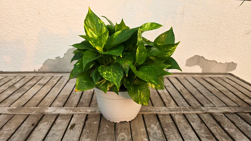 All Five --Indoor Plants Deal-- only 99 Aed (with free Delivery)63221848583170112