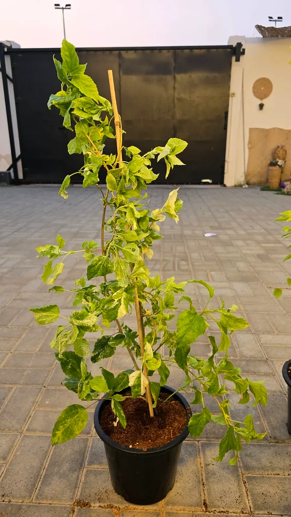 Combo Offer 08 Outdoor Plants -- only 100 Aed (with free COD)63221848590211112