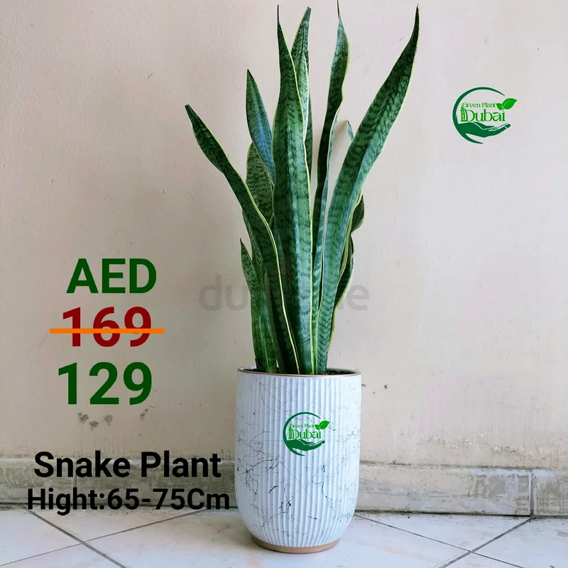 نبات جميل لتحسين مساحتك!63219333704835112