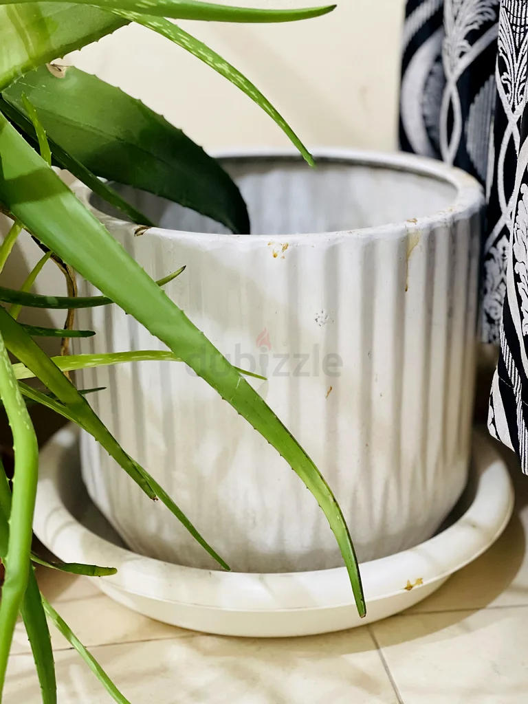 إطار نبات كبير الحجم مع نبات الصبار63219333691778113