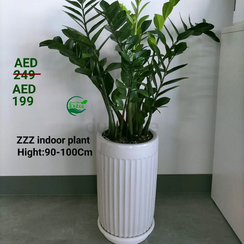 نبات جميل لتحسين مساحتك!63219333704835111