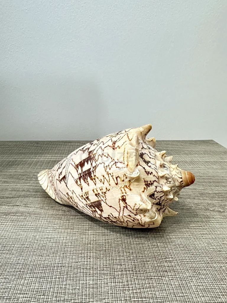 Elegant Decorative Shell Bowl for Collectors63225745371394111