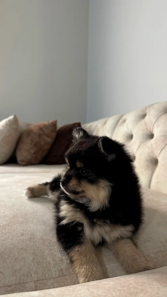 Eye63217829049857110