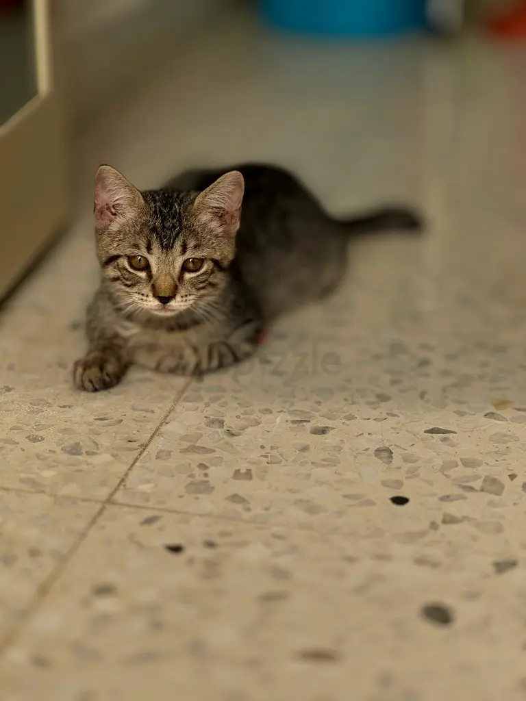 فجيره63217829043586111