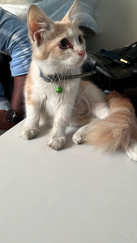 Cat63437904800515114