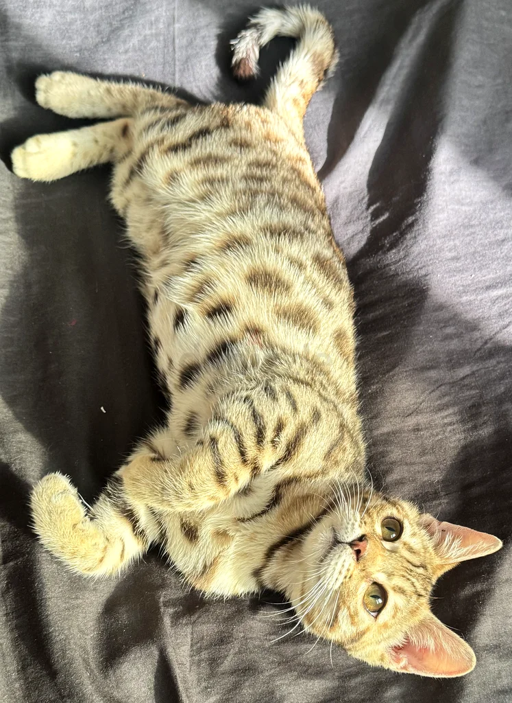 Benegal mentioned for adoption63231687506434112