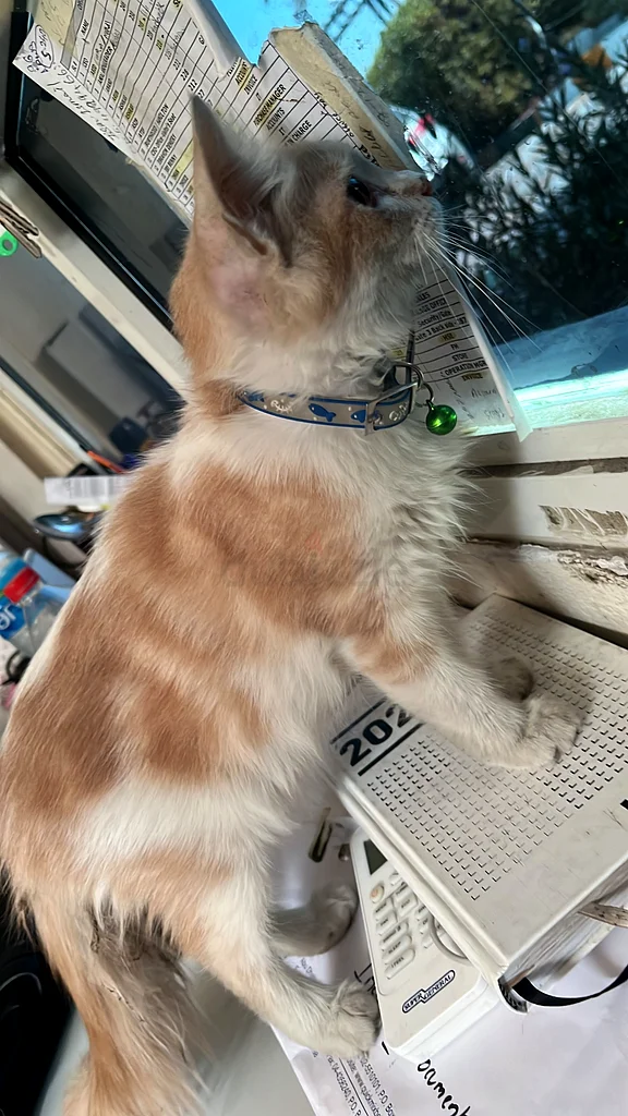 Cat63437904800515112