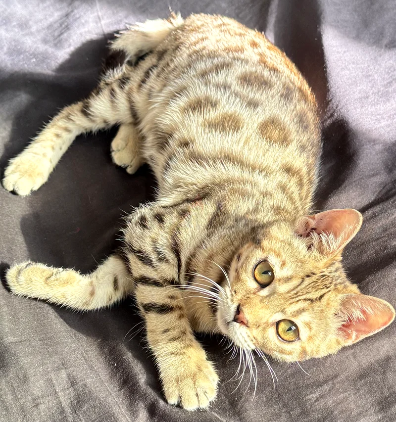 Benegal mentioned for adoption63231687506434118