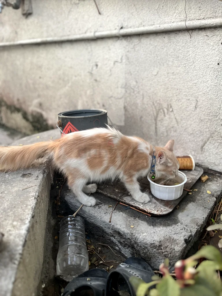 Cat63437904800515111