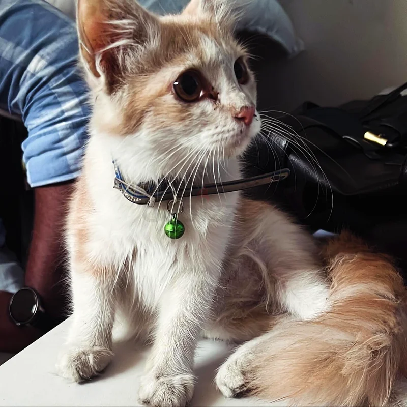 Cat63437904800515113