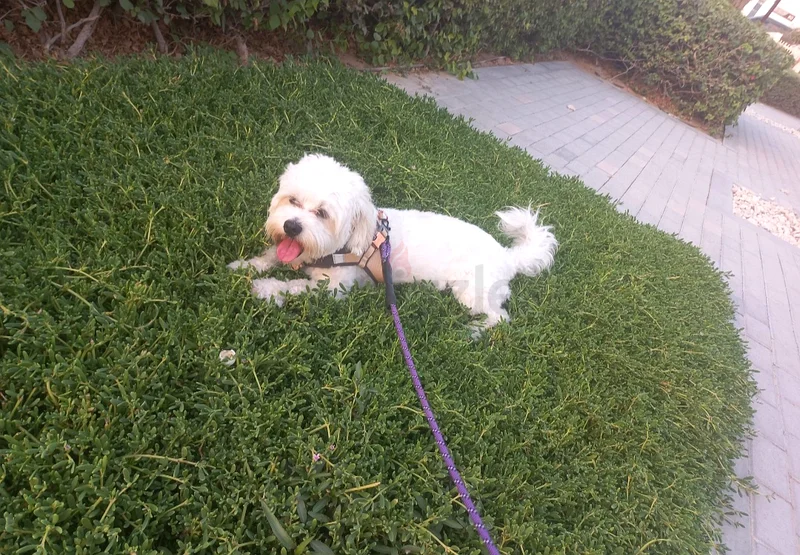 Responsible Pet-Sitting in your home63217829089283111