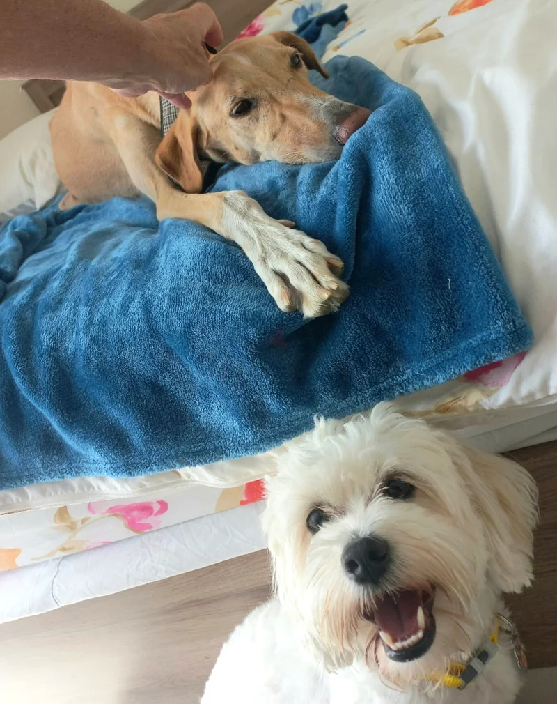 Responsible Pet-Sitting in your home63217829089283114