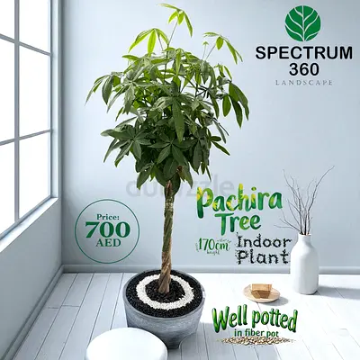 Beautiful Pachira Tree - Indoor Plant for Sale!