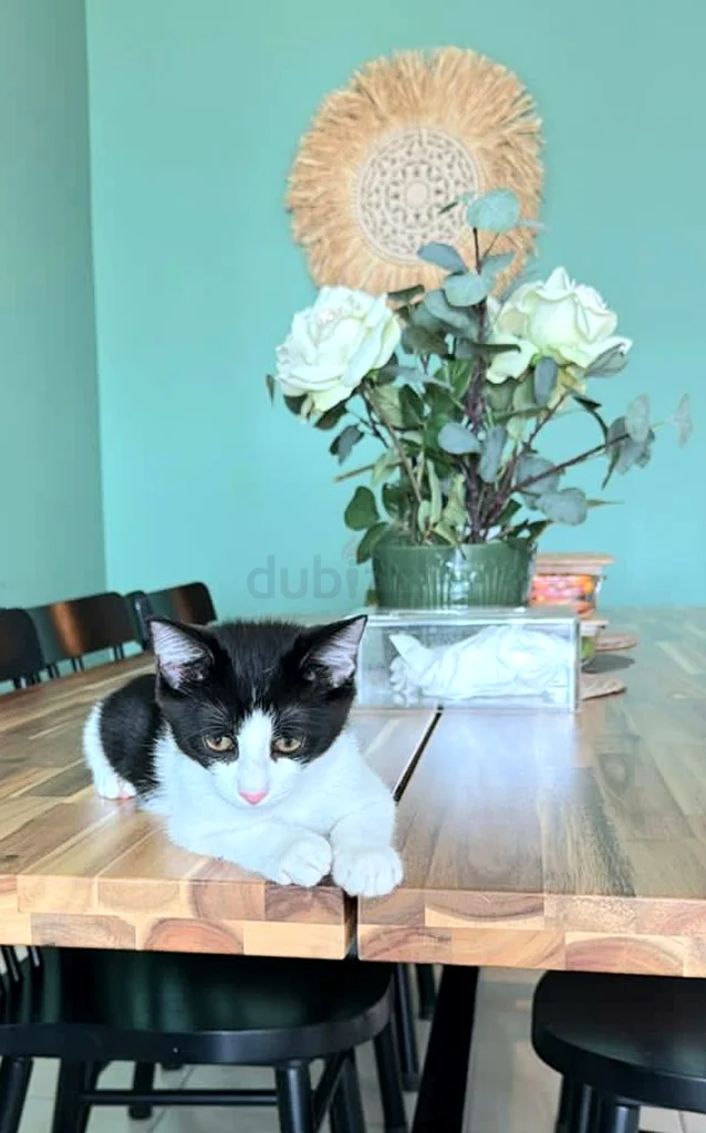 Responsible Pet-Sitting in your home63217829089283113