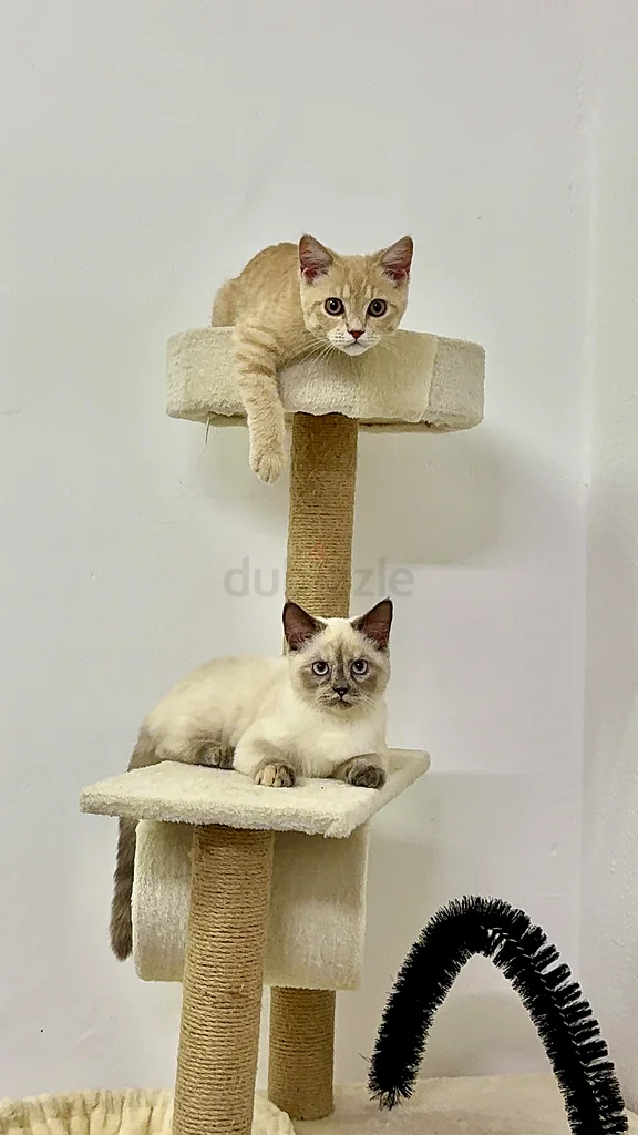 مواء632316878099211124