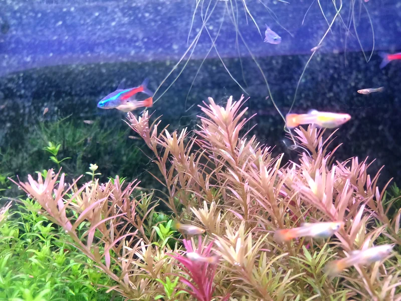 Aquatic Plants (Trimmings)63233642733955113