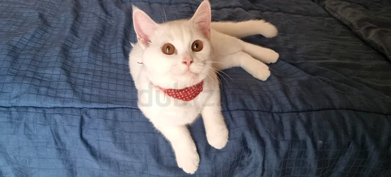 Free Cat Adoption63234617710721113