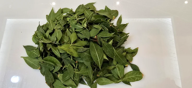Fresh Organic Henna Mehndi Leaves Available. From our garden to your hands,  pure and fresh63241132063745111