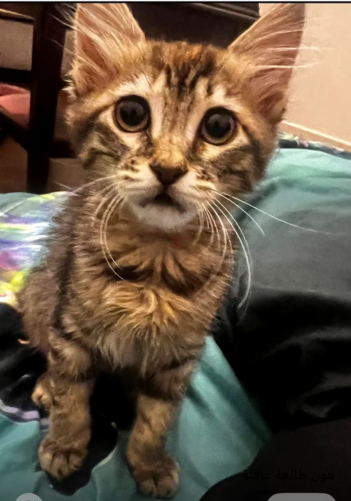 Circassian cat63234617696129115