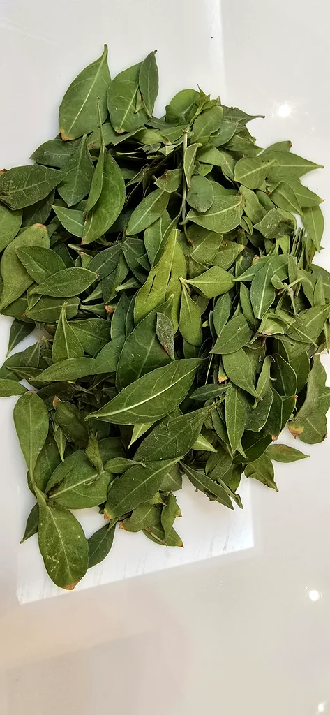 Fresh Organic Henna Mehndi Leaves Available. From our garden to your hands,  pure and fresh632411320637451128