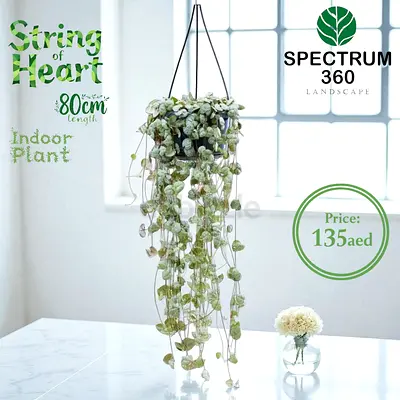 Beautiful Indoor String of Heart Plant – Perfect for Home Décor!