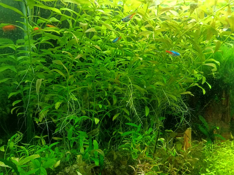 Aquatic Plants cuttings63233127117443112