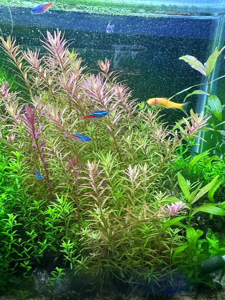 Aquatic Plants (Trimmings)63233642733955112