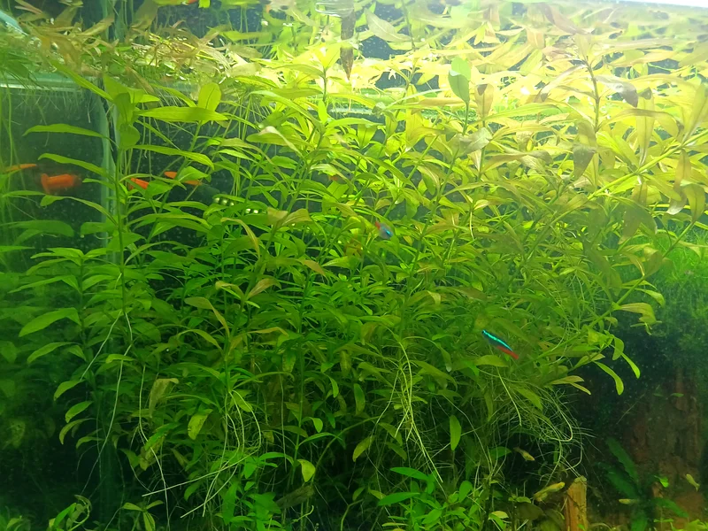 Aquatic Plants cuttings63233127117443113
