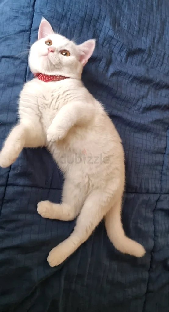 Free Cat Adoption63234617710721114