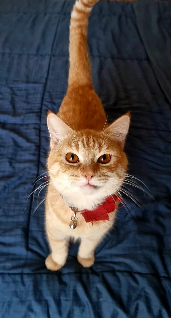 Free Cat Adoption63234617710721111