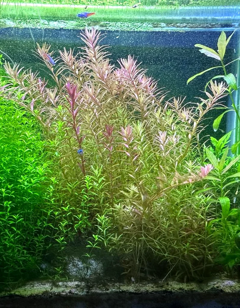 Aquatic Plants (Trimmings)63233642733955111