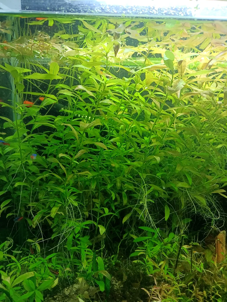 Aquatic Plants cuttings63233127117443114
