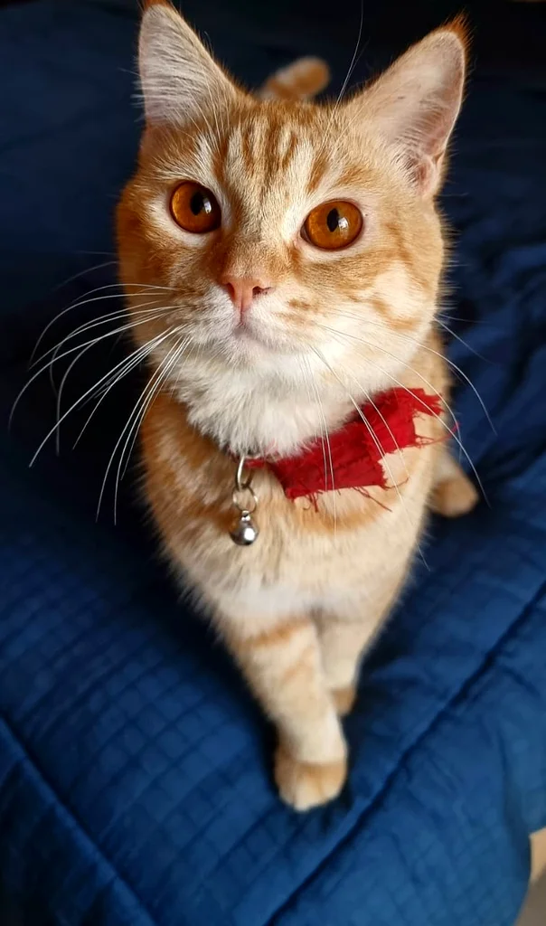 Free Cat Adoption63234617710721114
