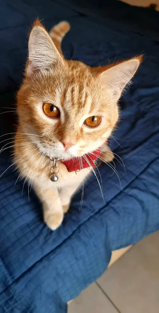 Free Cat Adoption63234617710721112