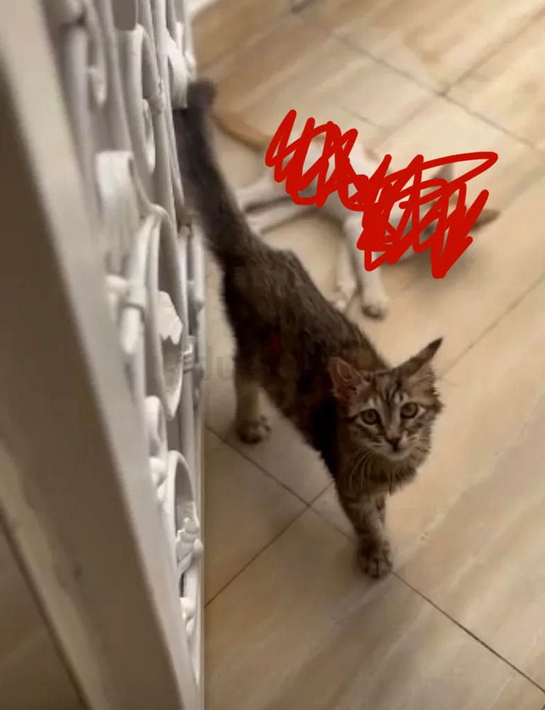 Circassian cat63234617696129111