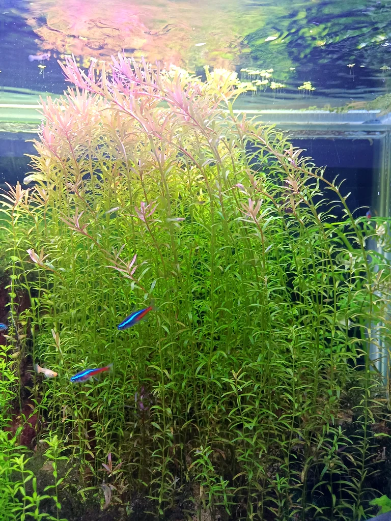 Aquatic Plants (Trimmings)63233642733955114