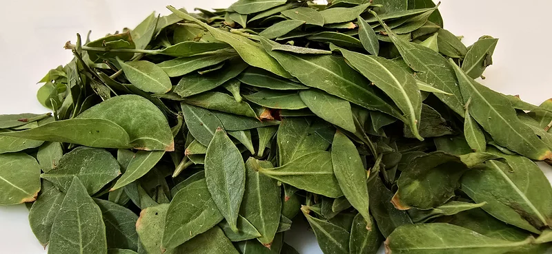 Fresh Organic Henna Mehndi Leaves Available. From our garden to your hands,  pure and fresh63241132063745112